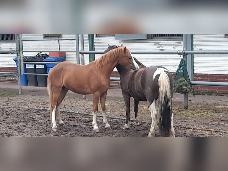 Kuc walijski sekcji A Wałach 6 lat 120 cm Kasztanowata in Zossen Nunsdorf