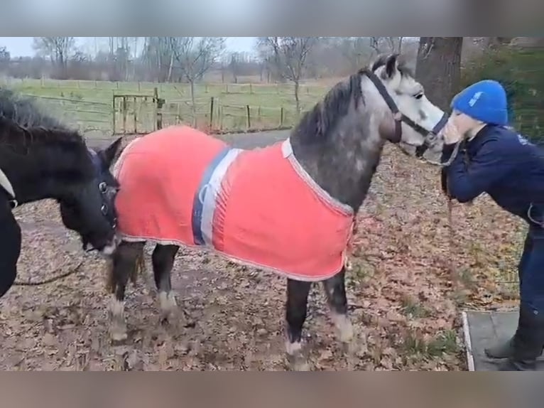 Kuc walijski sekcji A Wałach 6 lat 123 cm Siwa jabłkowita in Burgdorf