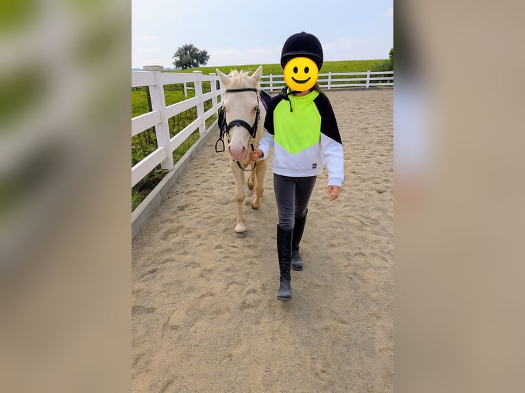 Kuc walijski sekcji A Wałach 6 lat 125 cm Cremello in Stockach