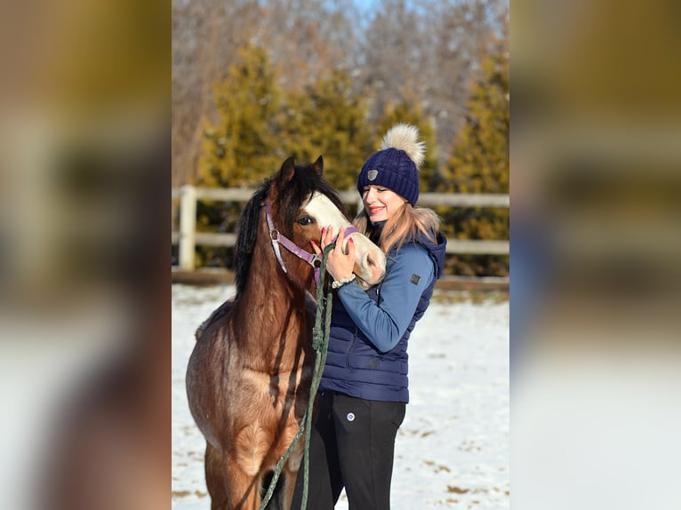 Kuc walijski sekcji A Wałach 6 lat 125 cm Gniadodereszowata in Skibin