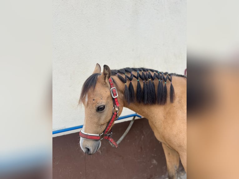 Kuc walijski sekcji A Wałach 6 lat 128 cm Bułana in Darmstadt