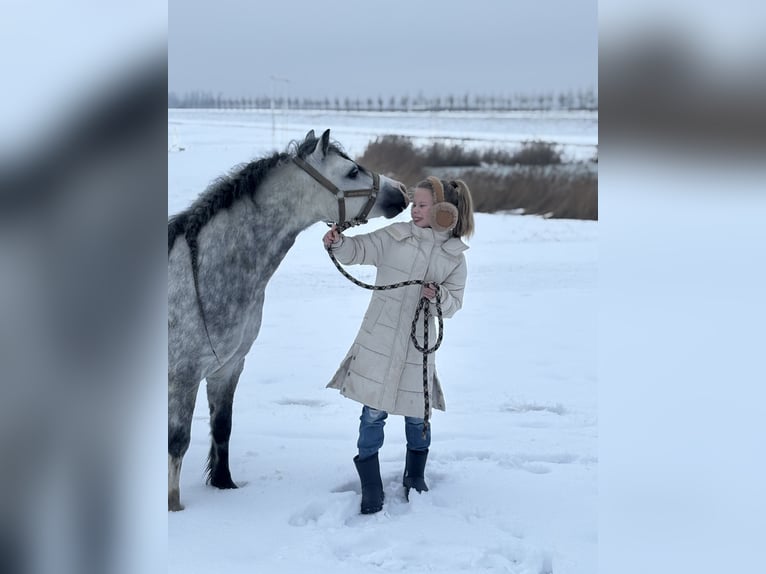 Kuc walijski sekcji A Wałach 7 lat 117 cm Siwa in Werkendam