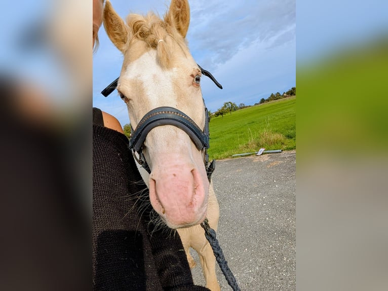 Kuc walijski sekcji A Wałach 7 lat 125 cm Cremello in Stockach