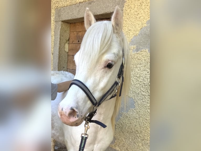 Kuc walijski sekcji A Mix Wałach 7 lat 126 cm Siwa in Pram