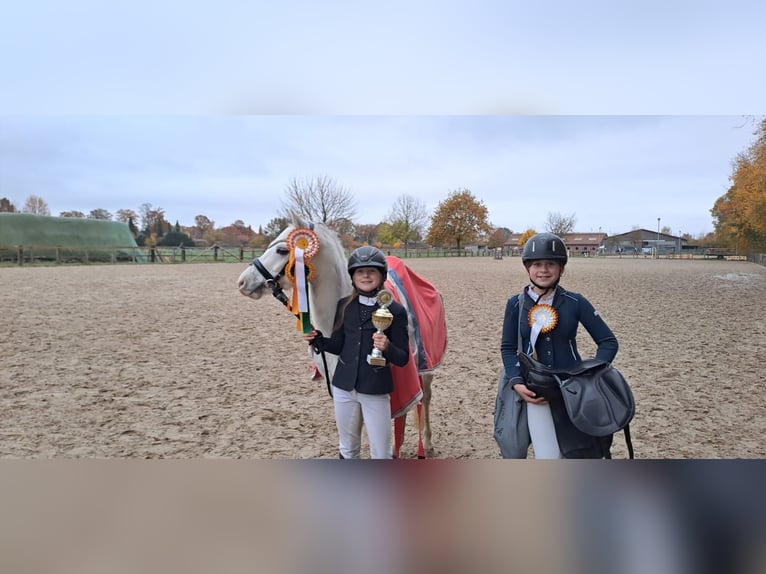 Kuc walijski sekcji A Wałach 7 lat 128 cm Siwa in Burgdorf