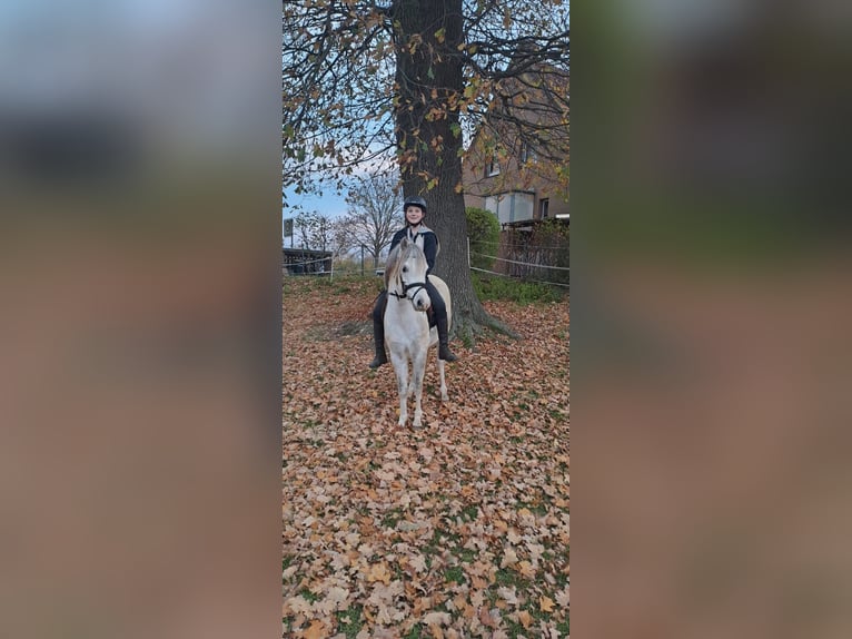 Kuc walijski sekcji A Wałach 7 lat 128 cm Siwa in Burgdorf