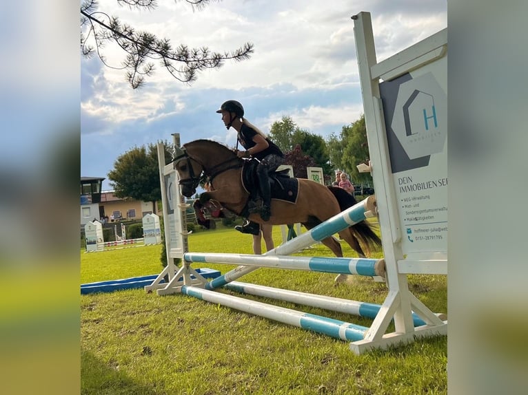 Kuc walijski sekcji A Wałach 8 lat 118 cm Jelenia in Ferna