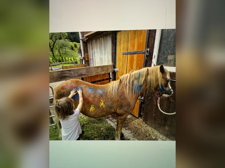 Kuc walijski sekcji A Wałach 8 lat 120 cm Bułana in Hinterstoder