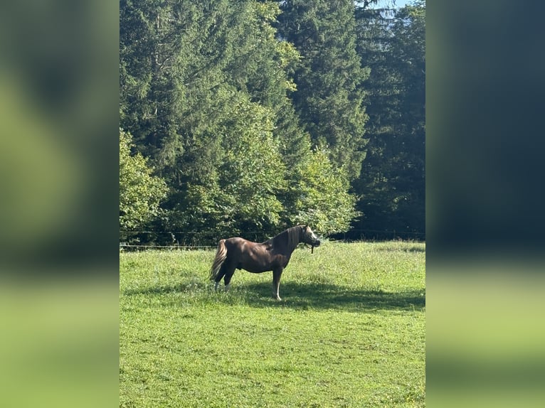Kuc walijski sekcji A Wałach 8 lat 120 cm Bułana in Hinterstoder