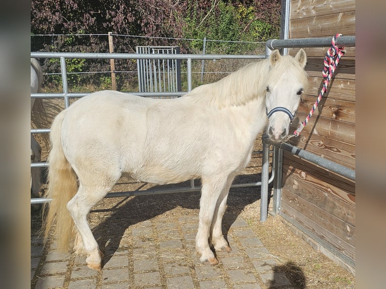 Kuc walijski sekcji A Wałach 8 lat 120 cm Siwa in Gräfelfing