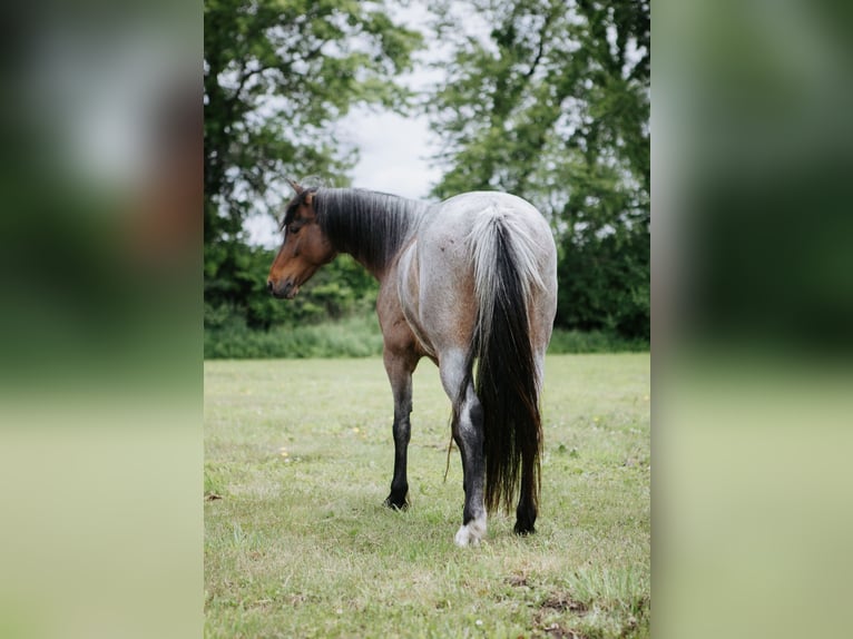 Kuc walijski sekcji A Wałach 8 lat 122 cm Gniadodereszowata in North Judson, IN