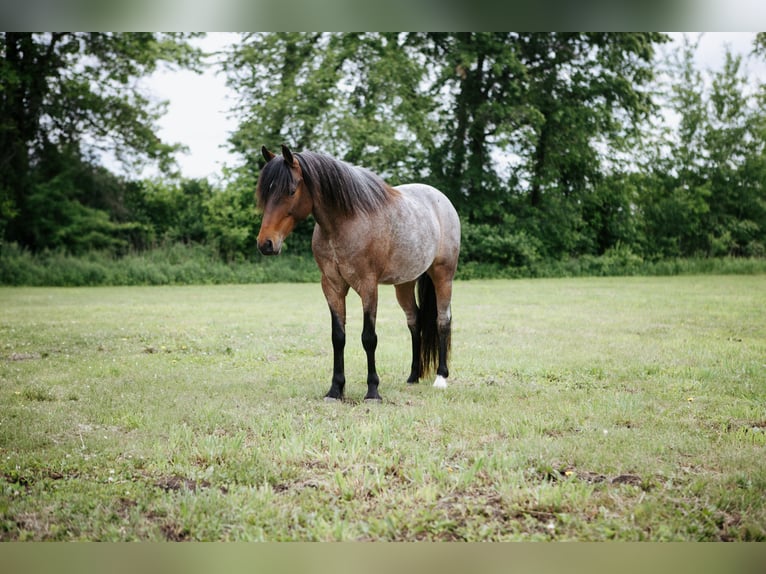 Kuc walijski sekcji A Wałach 8 lat 122 cm Gniadodereszowata in North Judson, IN