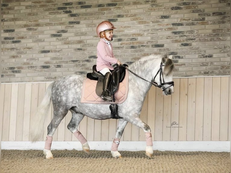 Kuc walijski sekcji A Wałach 8 lat 123 cm Siwa in Nieuwe Niedorp