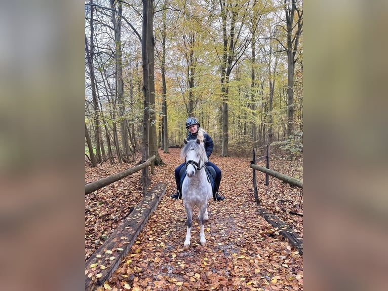 Kuc walijski sekcji A Wałach 8 lat 123 cm Siwa in Nieuwe Niedorp