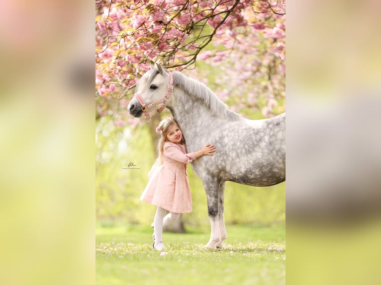 Kuc walijski sekcji A Wałach 8 lat 123 cm Siwa in Nieuwe Niedorp