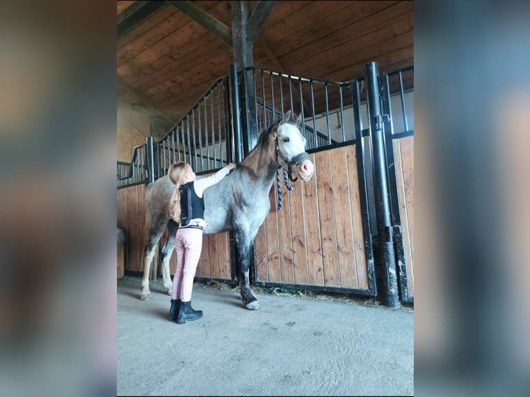 Kuc walijski sekcji A Wałach 9 lat 118 cm Siwa in Ochaby