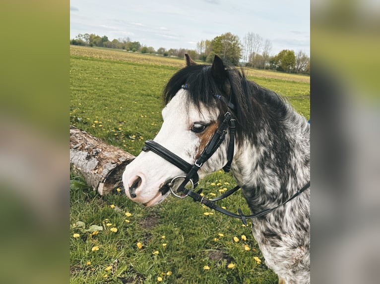 Kuc walijski sekcji A Wałach 9 lat 122 cm Kasztanowatodereszowata in Bremen