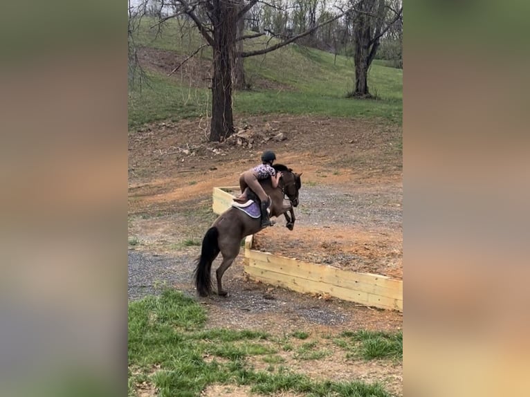 Kuc walijski sekcji A Mix Wałach 9 lat 137 cm Gniada in Cleburne