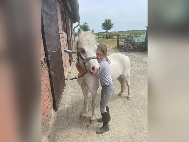 Kuc walijski sekcji A Wałach 10 lat 115 cm Siwa in Schermbeck