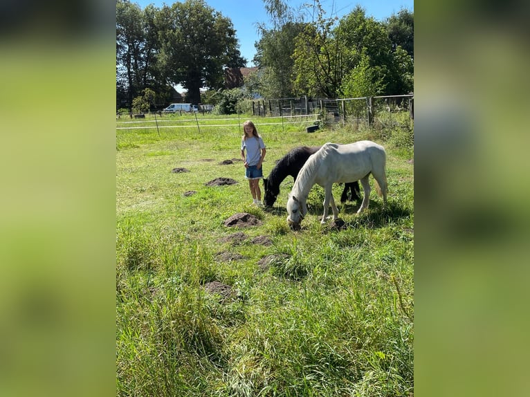 Kuc walijski sekcji A Wałach 10 lat 115 cm Siwa in Schermbeck