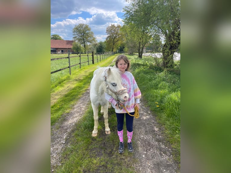 Kuc walijski sekcji A Wałach 10 lat 115 cm Siwa in Schermbeck