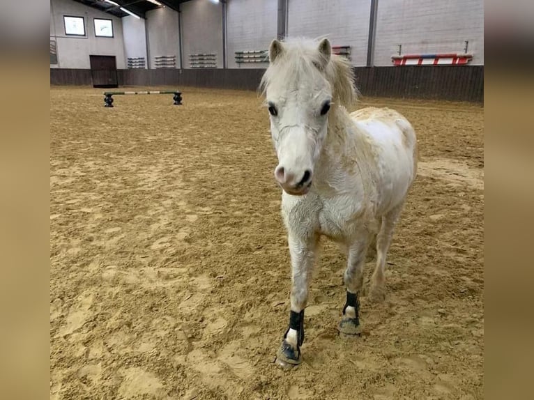 Kuc walijski sekcji A Wałach 10 lat 115 cm Siwa in Schermbeck