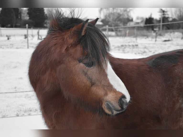 Kuc walijski sekcji A Wałach 10 lat 116 cm Gniada in Steenbergen