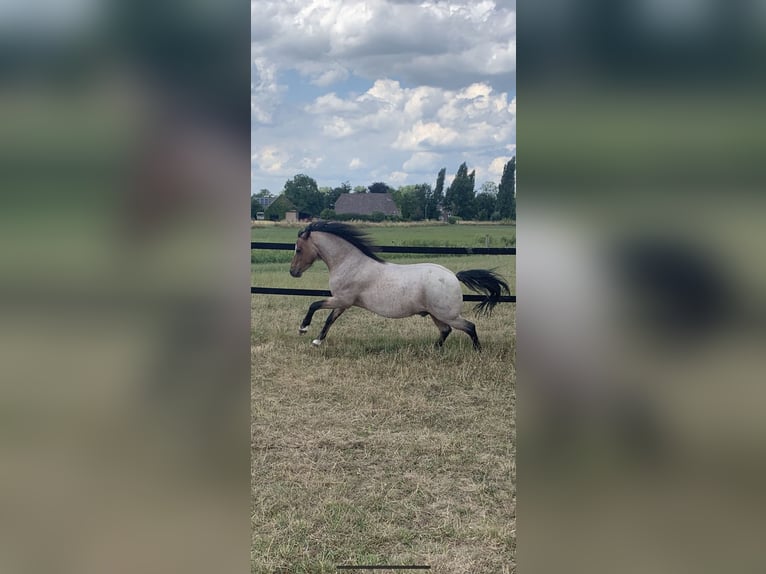 Kuc walijski sekcji A Wałach 11 lat 117 cm Gniadodereszowata in Darscheid