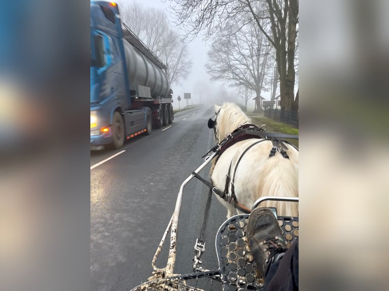 Kuc walijski sekcji A Wałach 12 lat 116 cm Siwa in Halle