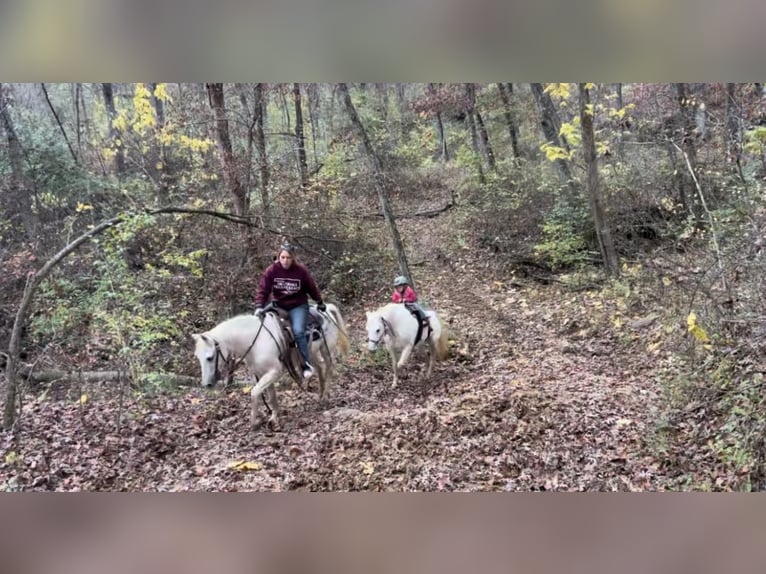 Kuc walijski sekcji A Wałach 13 lat 132 cm Siwa in Woodstock IL