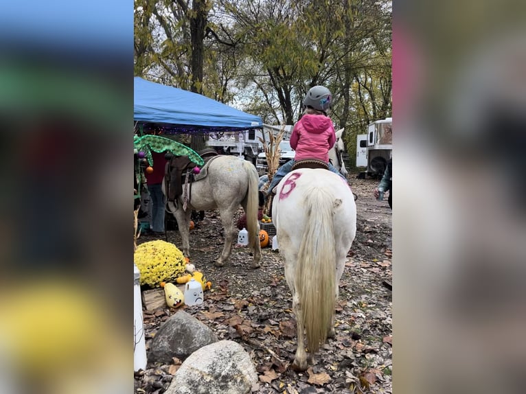 Kuc walijski sekcji A Wałach 13 lat 132 cm Siwa in Woodstock IL