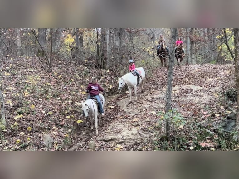 Kuc walijski sekcji A Wałach 13 lat 132 cm Siwa in Woodstock IL