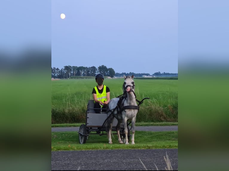 Kuc walijski sekcji A Wałach 14 lat 117 cm Siwa jabłkowita in Gasselternijveenschemond