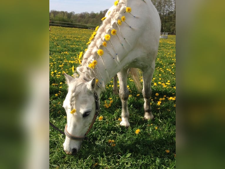 Kuc walijski sekcji A Wałach 15 lat 124 cm Siwa in Ladenburg