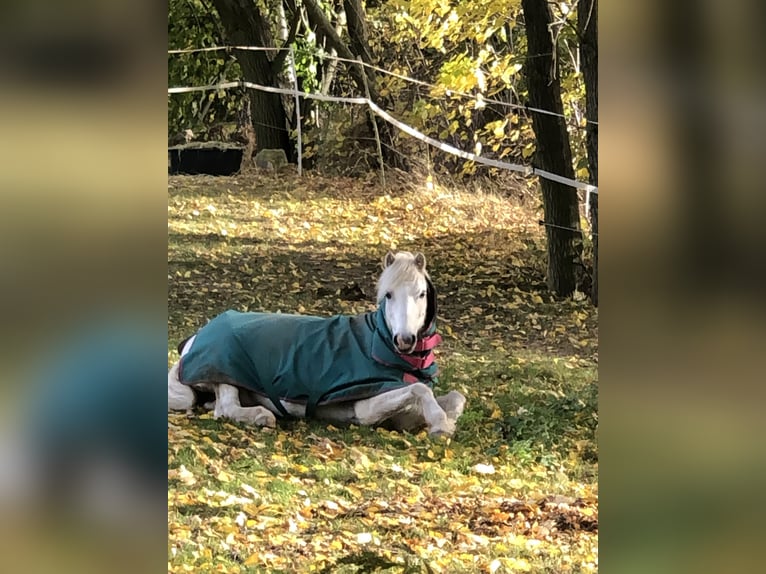 Kuc walijski sekcji A Wałach 15 lat 124 cm Siwa in Ladenburg