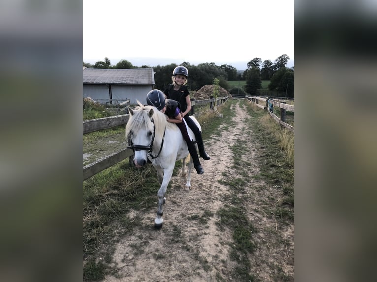 Kuc walijski sekcji A Wałach 15 lat 124 cm Siwa in Ladenburg