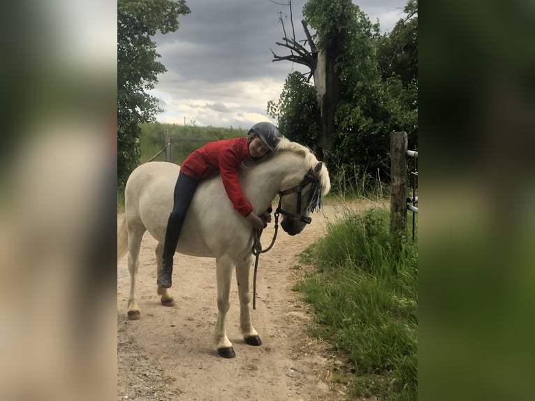 Kuc walijski sekcji A Wałach 15 lat 124 cm Siwa in Ladenburg