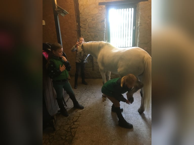 Kuc walijski sekcji A Wałach 15 lat 124 cm Siwa in Ladenburg