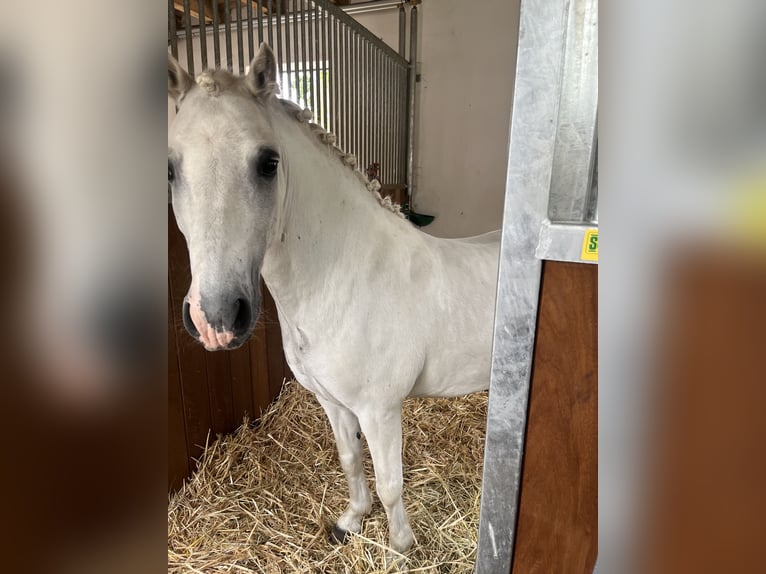 Kuc walijski sekcji A Wałach 15 lat 124 cm Siwa in Ladenburg