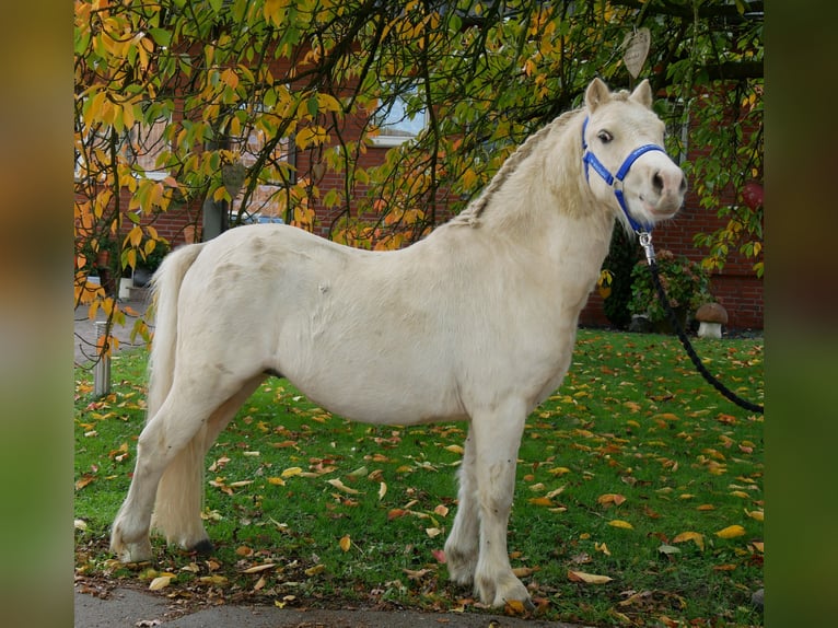 Kuc walijski sekcji A Wałach 3 lat 114 cm Izabelowata in Dorsten