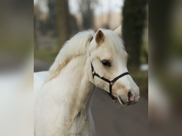 Kuc walijski sekcji A Wałach 3 lat 120 cm Izabelowata in Aalten