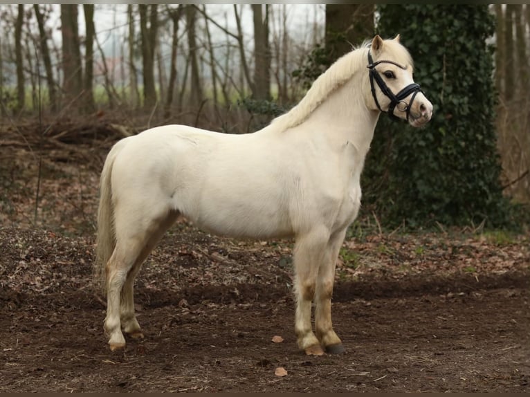 Kuc walijski sekcji A Wałach 3 lat 120 cm Izabelowata in Aalten