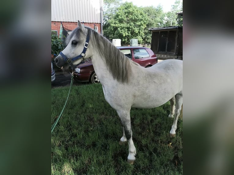 Kuc walijski sekcji A Wałach 3 lat 124 cm Siwa in Vienenburg