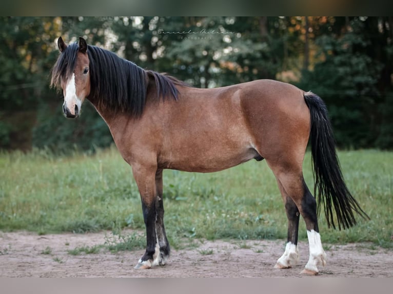 Kuc walijski sekcji A Wałach 3 lat 125 cm Gniada in Mechterstädt