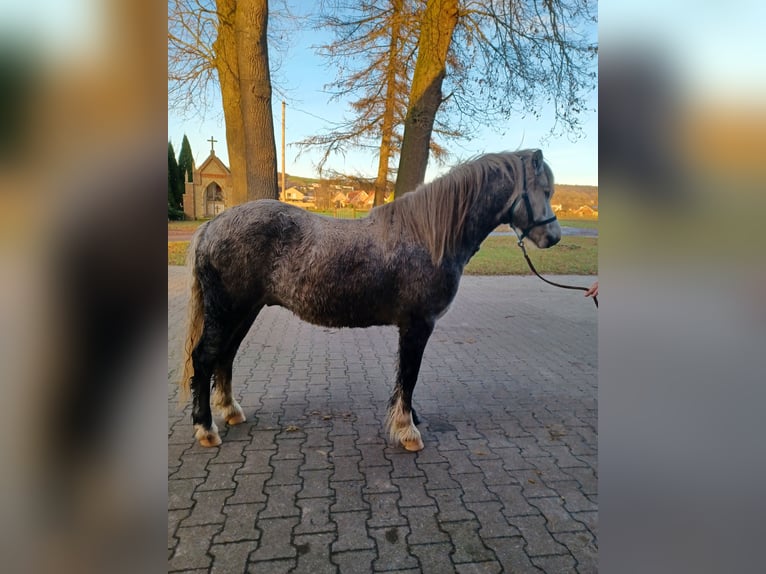 Kuc walijski sekcji A Wałach 3 lat 125 cm Siwa jabłkowita in Tecklenburg