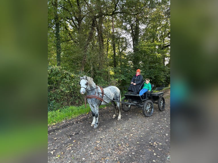 Kuc walijski sekcji A Wałach 3 lat 125 cm Siwa jabłkowita in Tecklenburg