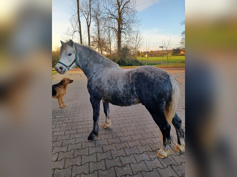 Kuc walijski sekcji A Wałach 3 lat 125 cm Siwa jabłkowita in Tecklenburg