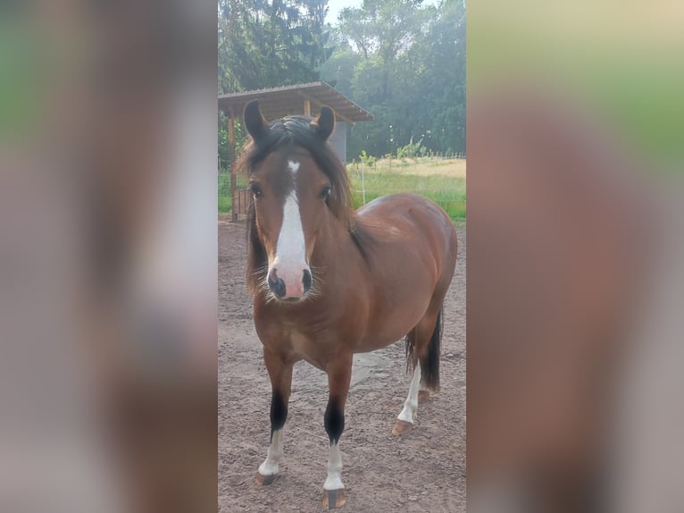 Kuc walijski sekcji A Wałach 3 lat in Westertimke