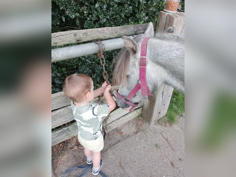 Kuc walijski sekcji A Wałach 3 lat Siwa in Boxtel