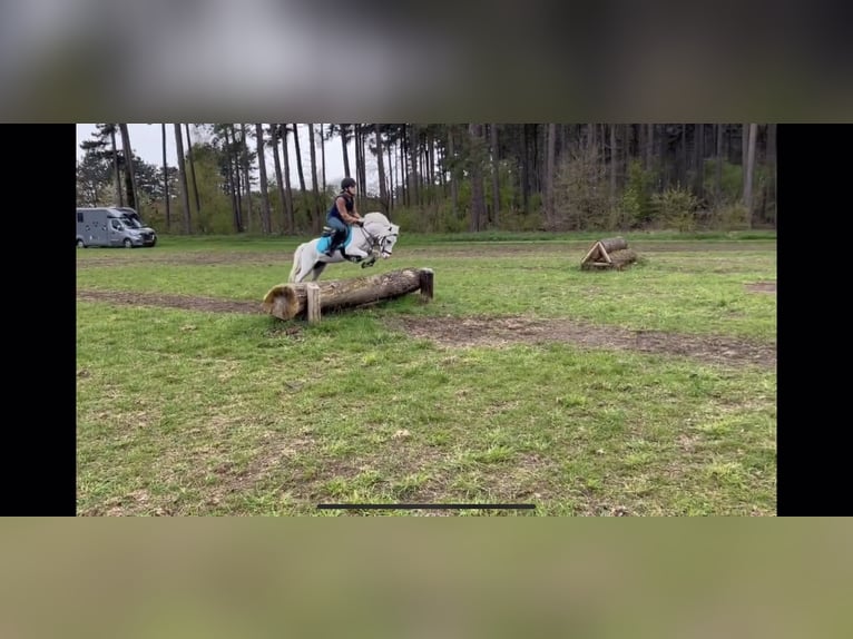 Kuc walijski sekcji A Wałach 5 lat 118 cm Siwa in Lohfelden